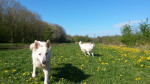 Diesel en Bodhi
